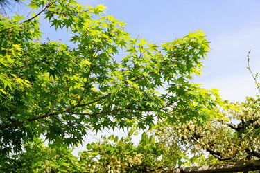 20 GREEN JAPANESE MAPLE Tree Ornamental Acer Palmatum Palmate Maple Yellow Fall Color Red Flower Seeds